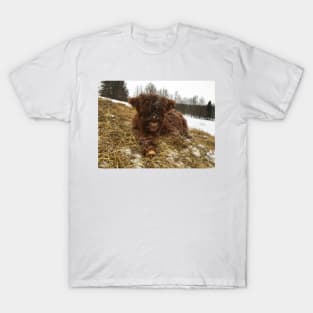 Scottish Highland Cattle Calf 1699 T-Shirt